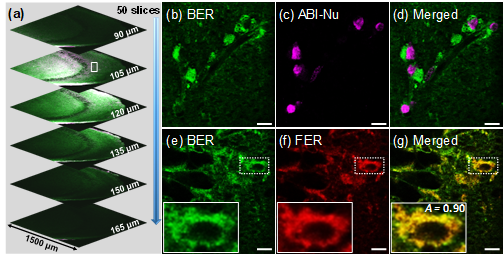 (a–d) TPM images of a rat hippocampal slice colabeled with BER-blue and ABI-Nu. (a) Sectional TPM images at a depth of 90-165 μm. (b–d) Enlarged images of the white rectangle in panel (a). The images were captured in Ch5 (BER-blue) and Ch6 (ABI-Nu). (e–g) TPM images of a hippocampal slice colabeled with BER-blue and FER-green at a depth of 105 μm. The images were captured in Ch3 (BER-blue) and Ch6 (FER-green) after excitation at 750 nm. The insets in panel (e–g) are magnified images of the dotted rectangle. Scale bars: 10 m