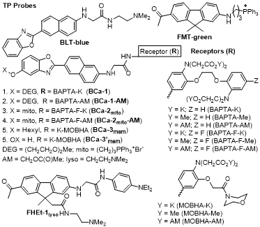 Structures of two-photon probes for calcium ions and pH developed in this study