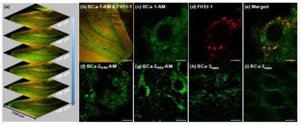 (a) Dual-color sectional TPM images of a rat hippocampal slice colabeled with BCa-1-AM and FHEt-1lysoat a depth of 90–140 μm with magnification with 10×. (b) Dual-color TPM image of the sectional TPM images of panel (a) at a depth of 100 μm. (c–e) Enlarged images of the white rectangle in panel (b). The images were captured in 380–480 nm (c, cytoplasmic region labeled by BCa-1-AM) and 550–680 nm (d, lysosomal region labeled by FHEt-1lyso). (e) Merged image of (c) and (d). (f,g) TPM images of a rat hippocampal slice labeled by BCa-2mito-AM. The images were captured with magnification at 100× (f) and 100× with 4× zoom (g). (h,i) TPM images of a rat hippocampal slice labeled by BCa-3mem. The images were captured with magnification with 100× (h) and 100× with 4× zoom (i). The images were collected upon excitation at 750 nm. Scale bars: (b) 100 μm, (c–e,g,i) 5 μm, (f,h) 20 μm