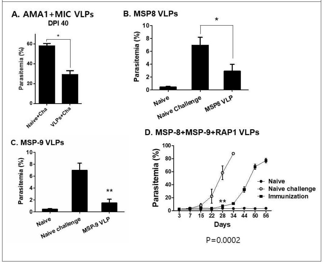 혈액 내 말라리아 원충 검출 마우스에 백신 접종 후, 치사량의 기생충을 감염시켜 기생충 증식 반응을 조사하여 항 말라리아 효능을 확인함. 말라리아 VLPs 백신에 접종된 마우스는 비접종 마우스에 비해 말라리아 원충의 증식 속도가 감소함 (A, B, C). 생존 기간동안 말라리아 원충의 증가 추이를 확인하기 위해 감염 후 3, 7, 15, 22, 28, 34, 44, 40, 56일에 혈액을 수집하여 flow cytometry법으로 확인함. 백신 접종 마우스는 비 접종 마우스보다 감염 후 기생충이 증가되는 날짜가 상당기간 지연되는 것을 확인함