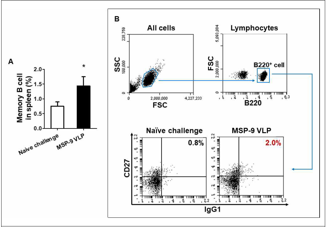 비장의 memory B cell 분포 조사 백신 접종 후, 마우스의 비장에서 백신에 의해 유도된 memory B cell의 분포를 flow cytometry 기법으로 조사함. 백신 접종된 마우스는 비접종 마우스에 비해 많은 수의 memory B cell이 유도된 것을 확인함