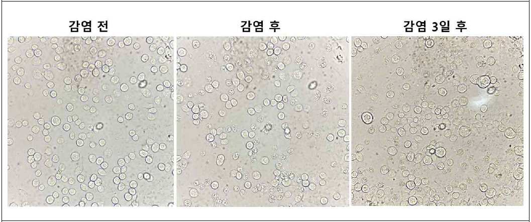 곤충 세포에서 baculovirus를 제조함. 말라리아 항원 유전자가 포함된 DNA를 곤충세포에 transfection함. 시간이 지남에 따라 세포의 크기는 커지고 세포의 수는 늘어나지 않음