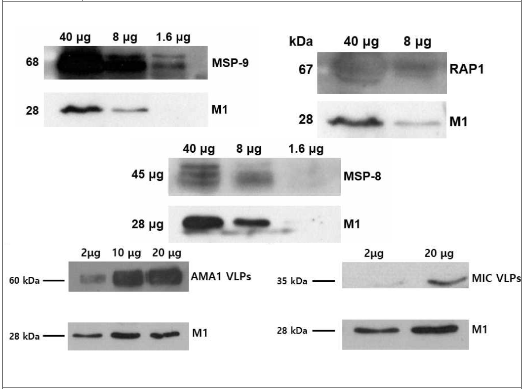 Western blot으로 확인한 VLPs. VLPs를 제조할 때 표면 항원 단백질로 선정된 말라리아 원충의 항원 유전자를 사용하였고 백신의 몸체를 구성하기 위해 influenza virus의 매트릭스 단백질(M1)을 사용함. 제조된 VLPs 백신을 확인하기 위해 말라리아 원충의 감염 혈청과 Influenza M1 monoclonal antibody를 이용해 백신의 구성성분을 확인함