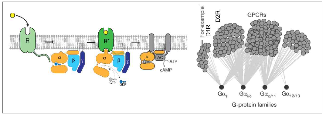 G protein 활성 기전과 G protien의 종류