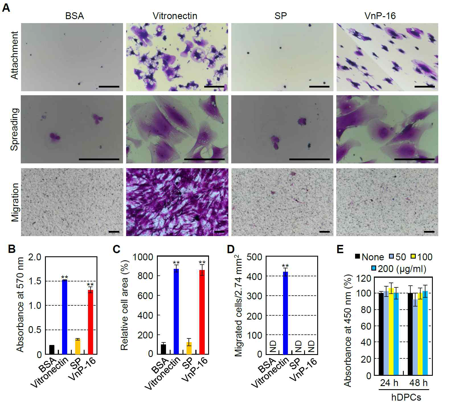 Changes in cell behavior of human dental pulp cells (hDPCs) treated with VnP-16. (A) Photographs of hDPCs adhering (upper panel), spreading (middle panel), and migration (lower panel) to culture plates treated with 1% bovine serum albumin (BSA), vitronectin (0.26 μg/cm2), scrambled peptide (SP), and VnP-16 (10.5 μg/cm2). hDPCs were allowed to adhere to peptide-treated plates for 1 h (upper panel) or 3 h (middle panel) in serum-free medium. hDPCs were seeded into the upper chambers of transwell filters coated with vitronectin (0.26 μg/cm2), SP, or VnP-16 (10.5μg/cm2) and were incubated for 24 h (lower panel). Scale bars, 200 μm. (B–D) Levels of cell attachment (B), spreading (C), and migration (D) to immobilized synthetic peptides in hDPCs. ND, not detected. (E) The viabilities of hDPCs treated with VnP-16 for 24 or 48 h. **p < 0.01 vs. the SP-treated control group. Data in (B–E) represent the mean ± SD (n = 4)