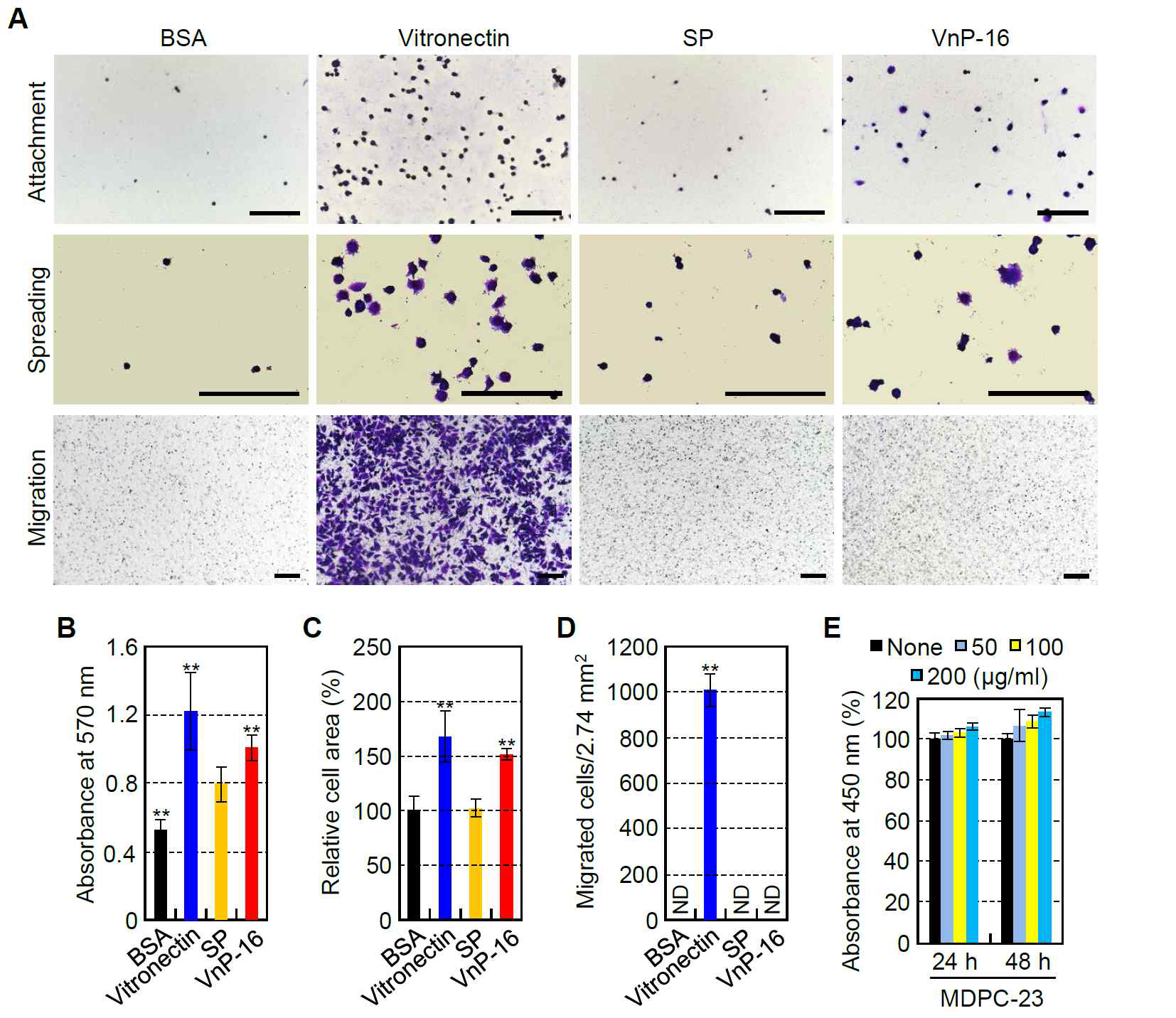 Changes in cell behavior of odontoblast-like MDPC-23 cells treated with VnP-16. (A) Images of MDPC-23 cells adhering (upper panel), spreading (middle panel), and migration (lower panel) to culture plates treated with 1% bovine serum albumin (BSA), vitronectin (0.26 μg/cm2), scrambled peptide (SP), and VnP-16 (10.5 μg/cm2). MDPC- 23 cells were allowed to adhere to peptidetreated plates for 1 h (upper panel) or 3 h (middle panel) in serum-free medium. hDPCs were seeded into the upper chambers of transwell filters coated with vitronectin (0.26 μg/cm2), SP, or VnP-16 (10.5 μg/cm2) and were incubated for 24 h (lower panel). Scale bars, 200 μm. (B–D) Levels of cell attachment (B), spreading (C), and migration (D) to immobilized synthetic peptides in MDPC-23 cells. ND, not detected. (E) The viabilities of MDPC-23 cells treated with VnP-16 for 24 or 48 h. **p < 0.01 vs. the SP-treated control group. Data in (B–E) represent the mean ± SD (n = 4)