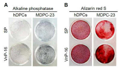 VnP-16 promotes odontoblastic differentiation of the human dental pulp cells (hDPCs) and MDPC-23 cells. (A and B) The effects of VnP-16 on alkaline phosphatase activity (A) and calcium deposition (B) in hDPCs and MDPC-23 cells. Cells were cultured in Osteoblast Differentiation Medium containing VnP-16 or SP for 3 or 9 days (alkaline phosphatase) or 9 days (calcium deposition). After 9 days, cells were fixed and stained with alizarin red S