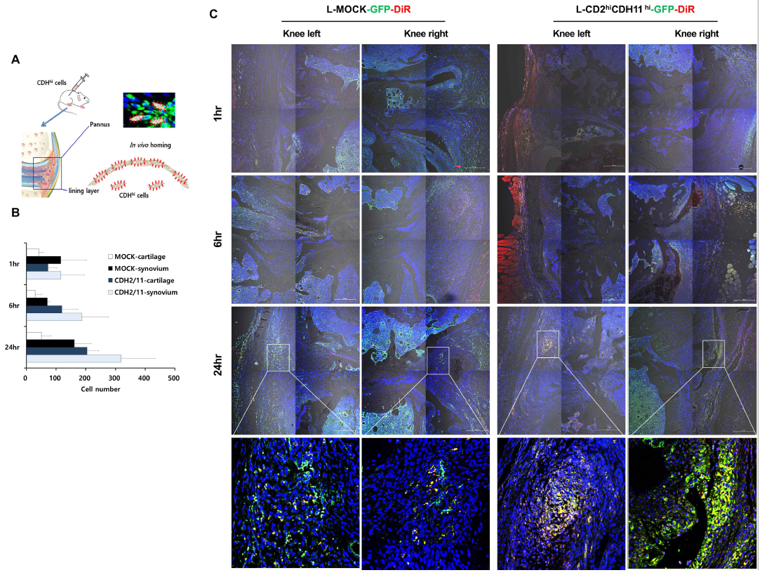 In vivo Homing of Cadherin-2 and Cadherin-11 overexpressed L-cell lines (L-CDH2hiCDH11hi) in mouse