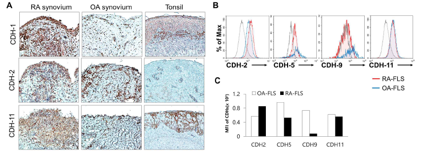 Cadherin subtypes expression in RA and OA fibroblast like synovium. (A) Localization of cadherin subtypes in RA, OA synovium and tonsil. (B) cadherin sytpes expression in RA, OA FLS using flow cytometry