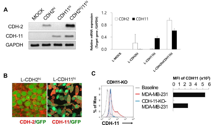 Confirmation of cadherin-2 and 11 overexpressed L cells (A,B) and cadherin-11 KO MDA-MB231 (C)