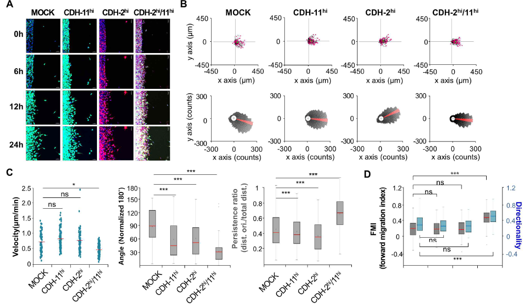 Collective migration in cadherin-2 and 11 overexpressed L cells stimulated by EGF (10 ng/ml). Representative picture of migration in each cell lines by time course (A). Quantification of migrated cells direction and counts (B), migration velocity, Angles, persistence ratio (C), FMI and directionality (D) in each cell lines. * P < 0.05, ** P < 0.001, *** P < 0.0001 relative to MOCK-L cells