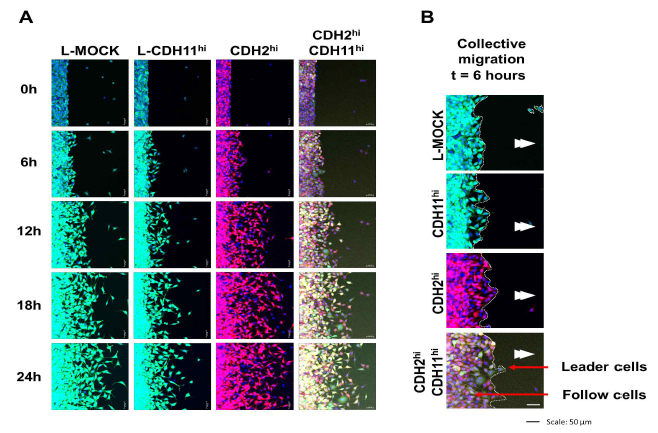 Collective migration stimulated with FGF-2 (10 ng/ml) in cadherin-11 and 2 overexpressed L cells. Representative picture of migration in each cell lines by time course