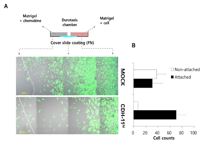 ECM rigidity-dependent movement in cadherin-11 overexpressed L cells compare with MOCK-L cells