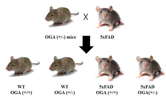 O-GlcNAcylation이 회복된 AD 동물 모델의 제작 계획