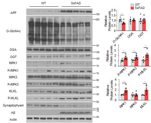 알츠하이머 동물 모델과 대조군의 뇌 조직에서 표적 인자인 O-GlcNAcylation, Necroptosis 인자들의 단백질 발현 정도 확인함