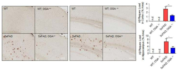 O-GlcNAcylation의 변화에 따른 Aβ 축적 정도를 확인하기 위해, 대뇌 피질 부위와 해마 부위에서 조직 면역 염색법을 통해서 Aβ의 축적 정도를 확인하고 정량화 함