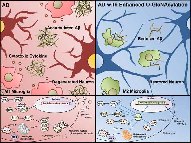 알츠하이머 치매에서 O-GlcNAcylation이 Necroptosis를 조절하고, 알츠하이머 치매의 병리학적 증상들을 완화 시키는 기전