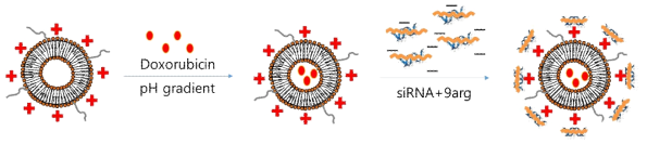 siRNA/독소루비신 동시 포획 리포솜-펩타이드 나노입자 제조과정