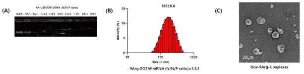 제조된 siRNA/독소루비신 나노입자 분석. Gel retardation (A), 입자분석기 (B)와 전자현미경(C)으로 분석함