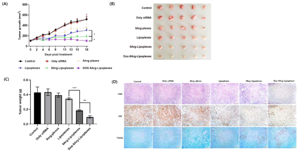 siRNA/독소루비신 포획 지질-펩타이드 나노 입자의 항암 활성능 분석. 종양 마우스에 siRNA/독소루비신을 포획하는 지질-펩타이드 나노 입자를 투여한 뒤 18일간 종양 성장률 측정(A), 마지막 날에 종양 적출하여 종양 촬영(B) 및 종양 무게를 측정하고 (C) 최종적으로 종양 조직을 H&E, IHC 그리고 TUNEL 염색 (D) 하여 종양 손상도, siRNA 발현억제와 세포자살을 분석