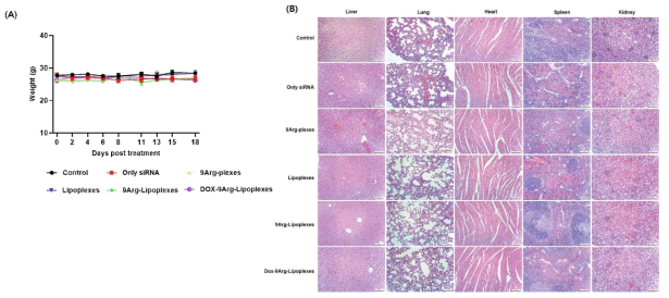 양이온성 지질 리포솜-펩타이드 나노 입자의 독성분석. 종양 마우스 siRN와 독소루비신을 포획한 나노 입자를 투여한 뒤 18일간 마우스 무게를 측정하고 (A) 마지막 날에 주요 장기를 적출하여 조직 염색 후 장기 손상 분석