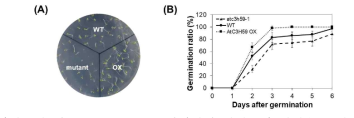AtC3H59 과발현체 및 atc3h59-1 돌연변이체의 발아율과 발아속도 비교