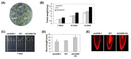 AtC3H59 과발현체 및 atc3h59-1 돌연변이체의 유식물체 발달 비교