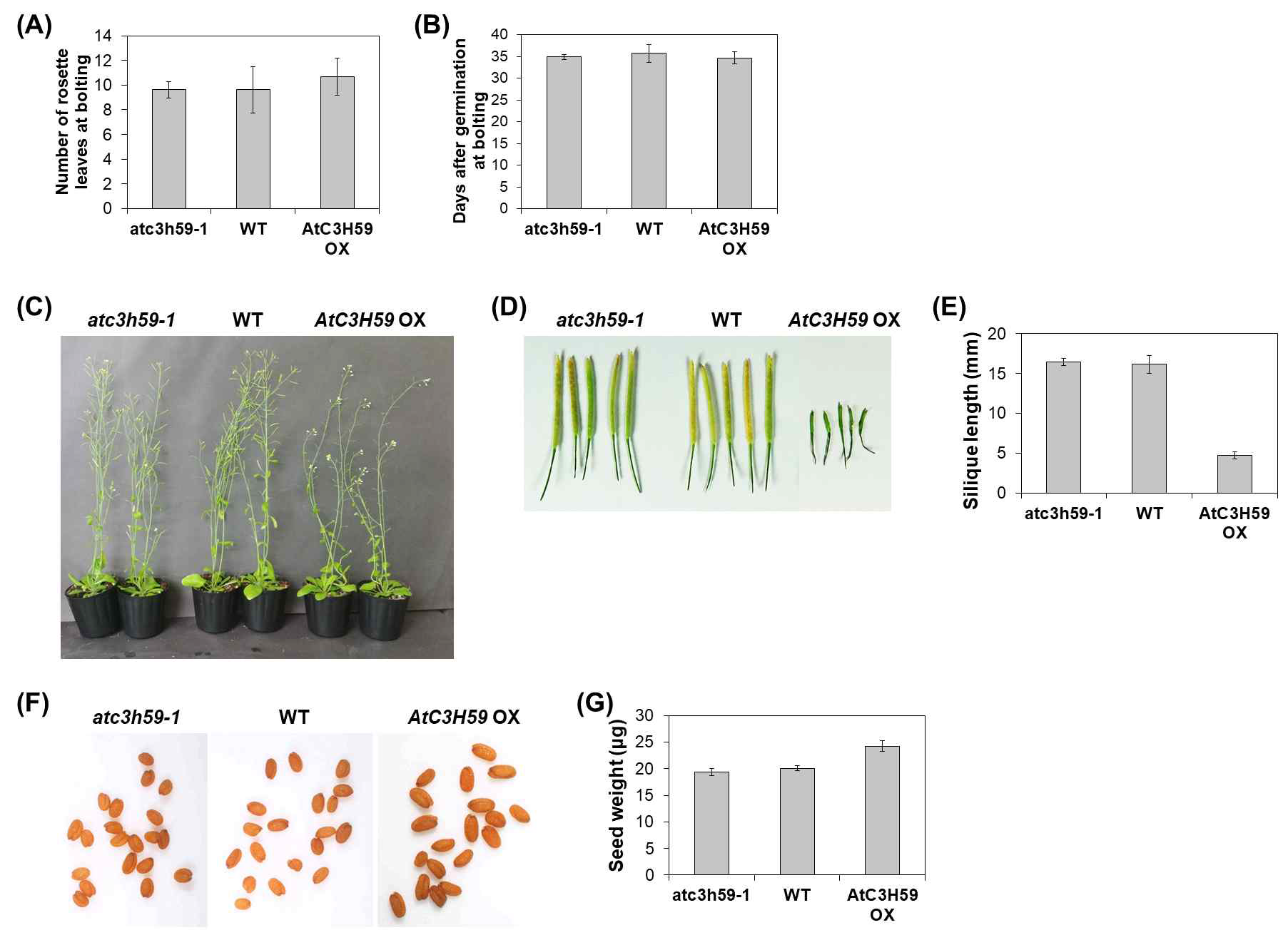AtC3H59 과발현체 및 atc3h59-1 돌연변이체의 성체 식물 발달 표현형 비교