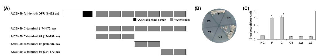 단백질 상호작용에서 AtC3H59의 WD40 도메인 분석