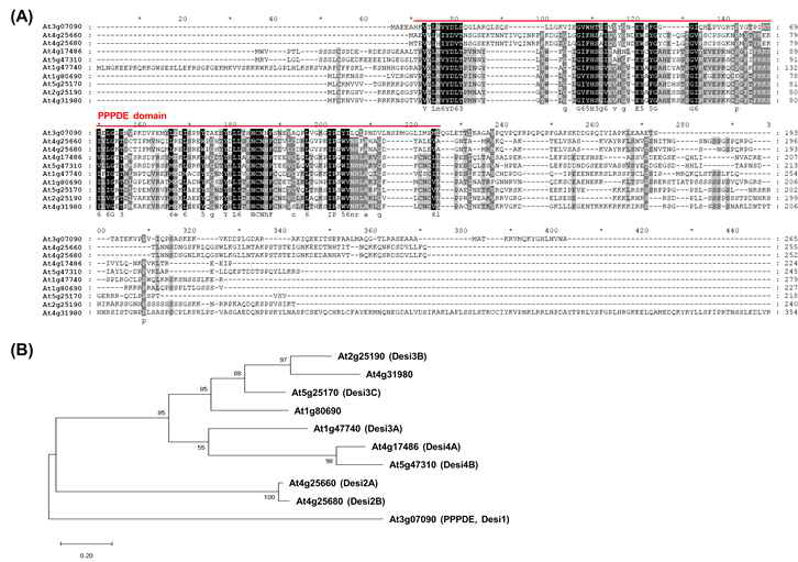 애기장대 PPPDE의 아미노산 서열 및 계통 비교
