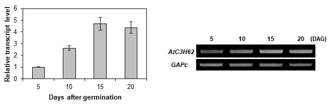 AtC3H62의 발달단계별 발현 분석