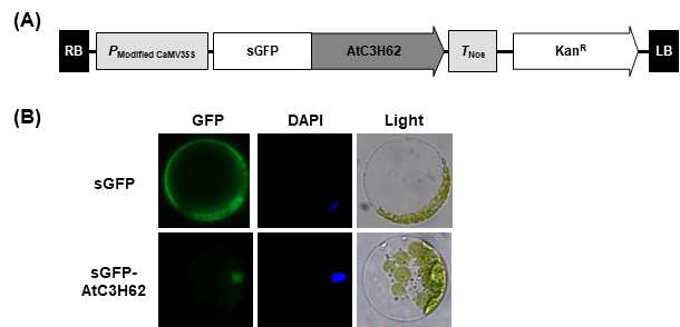 AtC3H62 단백질의 세포 내 위치 확인