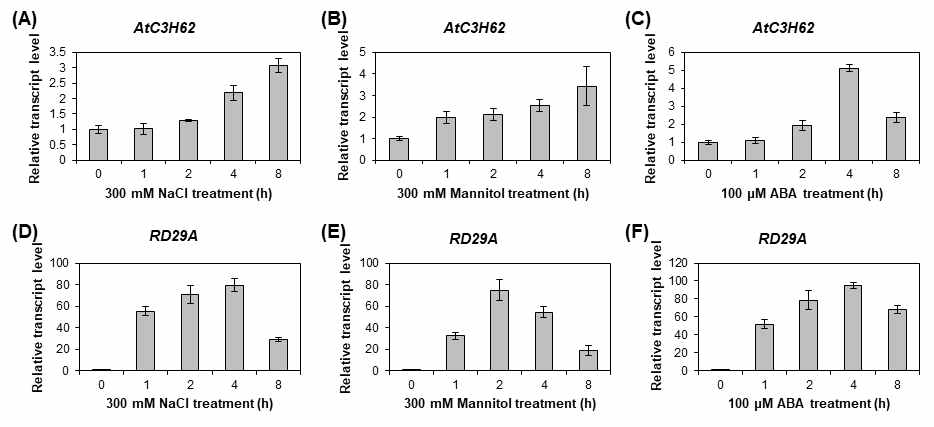 AtC3H62의 삼투 스트레스 조건에서의 발현