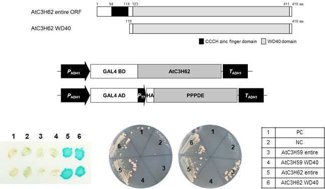 AtC3H62와 PPPDE의 상호작용 및 상호작용 도메인 확인