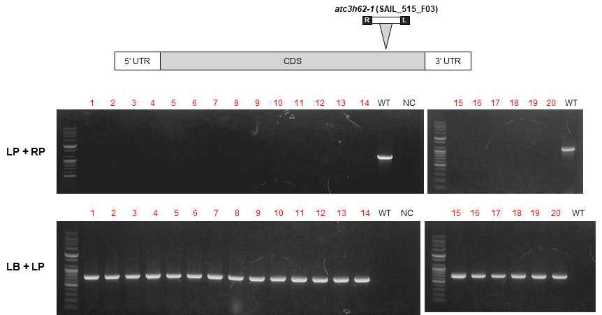 atc3h62-1 (SAIL_515_F03) 돌연변이체의 genotyping