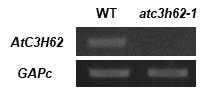 atc3h62-1 돌연변이체의 발현 확인