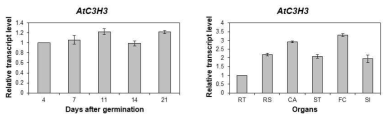 AtC3H3의 발달단계별 및 기관별 발현
