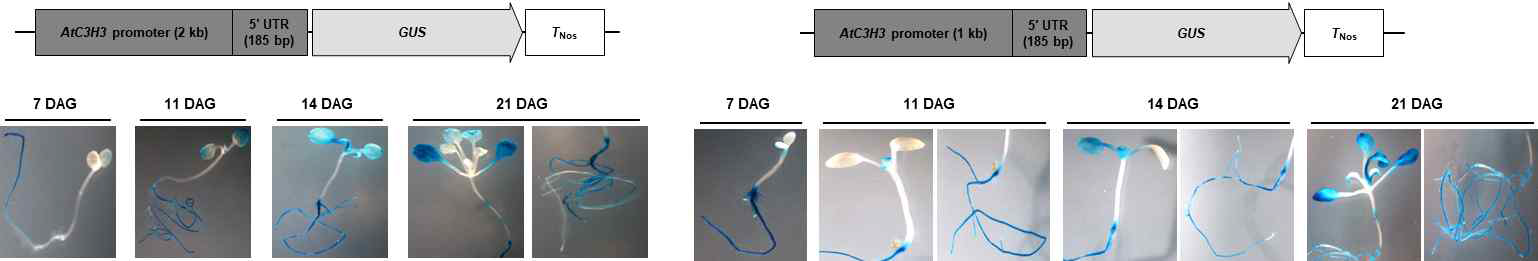 GUS assay를 이용한 5′ UTR이 포함된 AtC3H3 프로모터 활성 확인