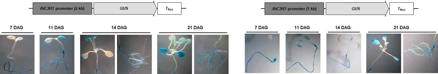 GUS assay를 이용한 AtC3H3 프로모터 활성 확인