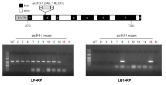 atc3h3-1 (SAIL_116_E01) 돌연변이체의 genotyping