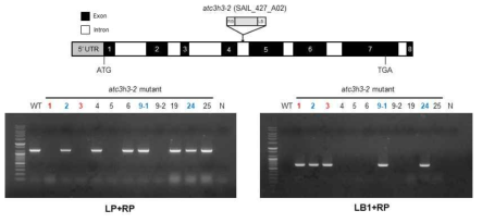 atc3h3-2 (SAIL_427_A02) 돌연변이체의 genotyping