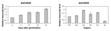 AtC3H26의 발달단계별 및 기관별 발현