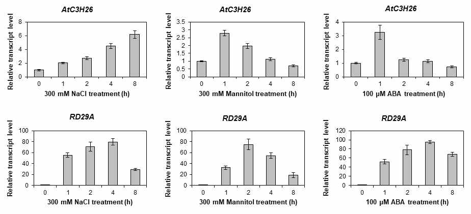 삼투 스트레스 조건에서 AtC3H26의 발현. RD29A는 삼투 스트레스 처리에 대한 control임