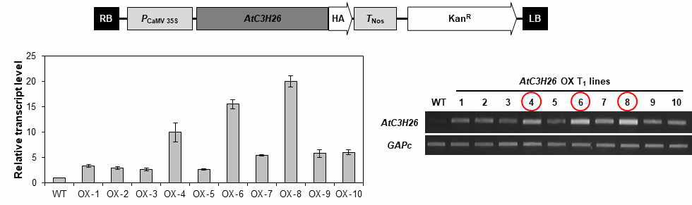 AtC3H26 과발현체에서 과발현 라인 선별