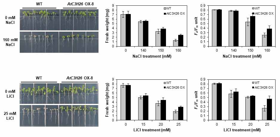 AtC3H26 과발현체의 8번 라인에서 고염 스트레스 반응 분석