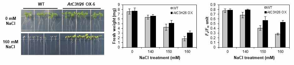 AtC3H26 과발현체의 6번 라인에서 고염 스트레스 반응 분석