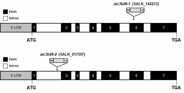 atc3h26-1 (SALK_142233) 및 atc3h26-2 (SALK_0175897) 돌연변이체 정보