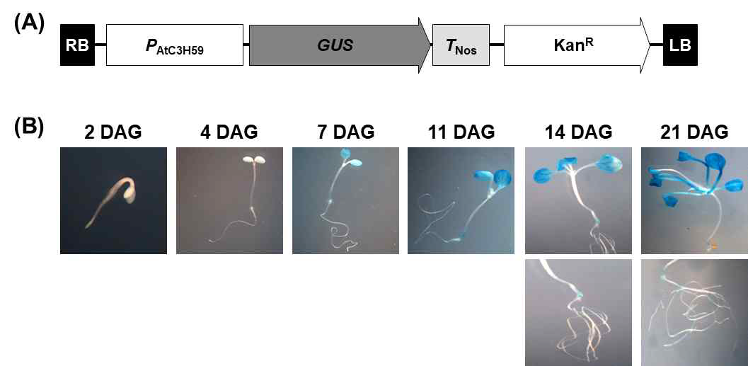 GUS assay를 이용한 AtC3H59의 발달단계별 프로모터 활성 분석