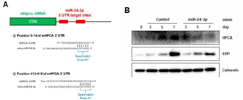 Mouse HPCA의 3 ‘UTR region을 타겟하는 miR 24-3P 확인