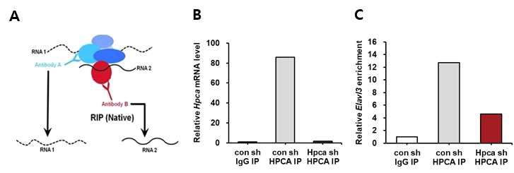 Hippocalcin (HPCA)은 Elavl3의 발현을 조절함을 확인